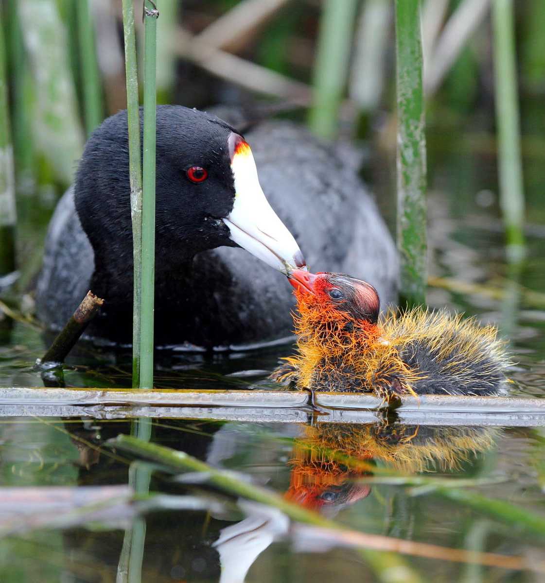 Figure 1: Adult coots are black and gray with a white beak. Baby coots have bright ornamentation ranging from orange to red.