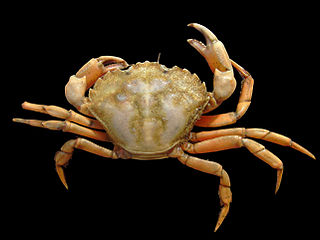 Shore crab, Carcinus maenas