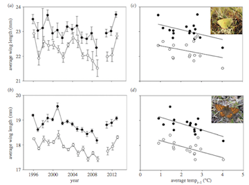 Figure 2 from Bowden et al. (2015): Inter-annual variation in average male (open circles) and female (filled circles) wing length over the sampling period for (a) Colias hecla and (b) Boloria chariclea and their responses (c,d, respectively) to average May–Augustt21 temperature. Error bars represent s.e. Data for 2010 are not available.