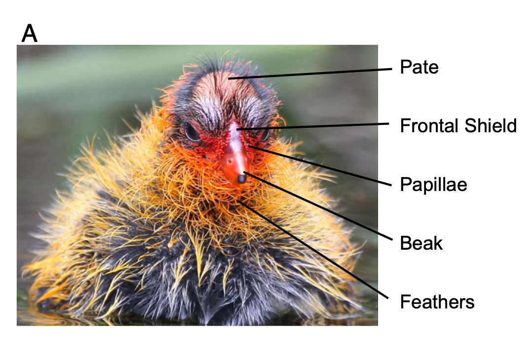 Figure 2: We took color measurements for 5 different traits: pate, frontal shield, papillae, beak and chin feathers. (From Lyon & Shizuka 2020)