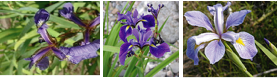 Figure 1: Iris setosa, I. versicolor and I. virginica