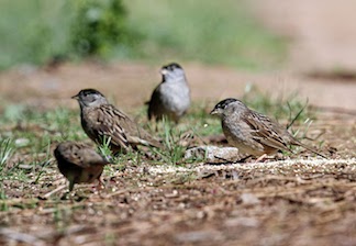 Group of golden-crowned sparrows in winter. Photo by Bruce E. Lyon